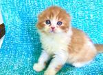 Marlo - Scottish Fold Cat For Sale - New York, NY, US