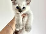 RESERVED Blue Point Ragdoll Kitten - Ragdoll Cat For Sale - Beach Park, IL, US