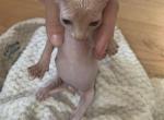 Odd eye elf kittens - Sphynx Cat For Sale - Massapequa, NY, US