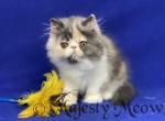 Cali - Persian Cat For Sale - Yucca Valley, CA, US