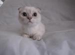 Bentley  Scottish Fold with blue eyes - Scottish Fold Cat For Sale - Huntington Beach, CA, US