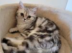 Gerta2 - Scottish Straight Cat For Sale - 