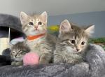 Litter L - Siberian Cat For Sale - NY, US