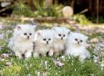 Purrrfect Persians - Persian Cat For Sale - Boca Raton, FL, US