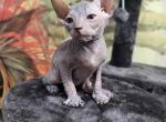 Found a home - Sphynx Cat For Sale - Boston, MA, US