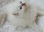 Blue Belle - Ragdoll Cat For Sale - Farmville, VA, US