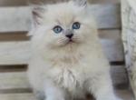 Blue mink - Ragdoll Cat For Sale - Farmville, VA, US