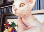 Clarisse - Devon Rex Cat For Sale - Spokane, WA, US