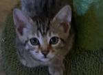 Sadie - Bengal Cat For Sale - Concord, NH, US