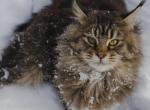 Infinity - Maine Coon Cat For Sale - Jordanville, NY, US