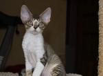 Filarmoniya DR - Devon Rex Cat For Sale - Brooklyn, NY, US