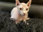 Elsa - Sphynx Cat For Sale - Vernon Hills, IL, US