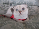 Senator  Scottish White Fold with blue eyes - Scottish Fold Cat For Sale - Huntington Beach, CA, US