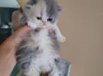 Persian multicolor kitten - Persian Cat For Sale - MA, US