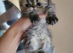 Persian kitten 3 - Persian Cat For Sale - MA, US