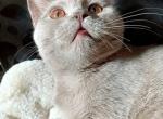 Stefi - British Shorthair Cat For Sale - TX, US