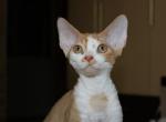 Golden - Devon Rex Cat For Sale - Brooklyn, NY, US