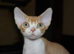 Garfield - Devon Rex Cat For Sale - Brooklyn, NY, US