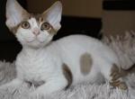 Ferraro Roche - Devon Rex Cat For Sale - Brooklyn, NY, US