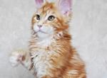 Eve Silent Wave - Maine Coon Cat For Sale - Brooklyn, NY, US