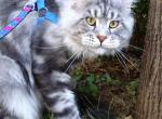 Harley - Maine Coon Cat For Sale - Bridgewater Township, NJ, US