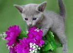 Russian Blue girl - Russian Blue Cat For Sale - 