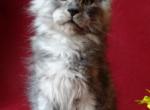 TICA reg mainecoon kittens - Maine Coon Cat For Sale - Bridgewater Township, NJ, US