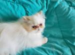 Cream point kitten - Himalayan Cat For Sale - Satellite Beach, FL, US