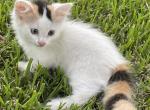 Babylove - Munchkin Cat For Sale - Vicksburg, MS, US