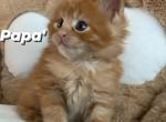 Papa' - Maine Coon Cat For Sale - Manchester Township, NJ, US