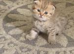 Ros - Scottish Fold Cat For Sale - Philadelphia, PA, US