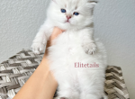 British female colorpoint - British Shorthair Cat For Sale - Thornton, CO, US