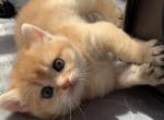 British kittens 2 - British Shorthair Cat For Sale - New York, NY, US