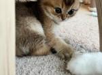 Delta - Scottish Fold Cat For Sale - Houston, TX, US