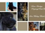 Polydactyl & Black Smoke Litter - Maine Coon Cat For Sale - Waukesha, WI, US