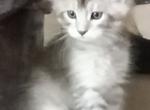 Shaded lines - Maine Coon Cat For Sale - OH, US