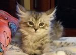 Shaded lines boy - Maine Coon Cat For Sale - OH, US