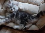 Shaded classic tabby male - Maine Coon Cat For Sale - OH, US