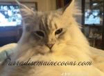 Purradise babies - Maine Coon Cat For Sale - OH, US