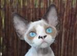 Blue - Devon Rex Cat For Sale - Brooklyn, NY, US