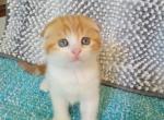 Star - Scottish Fold Cat For Sale - New York, NY, US