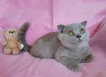 Queenie - Scottish Fold Cat For Sale - New York, NY, US