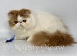 Kayen - Persian Cat For Sale - Yucca Valley, CA, US