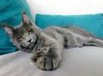 Bridget - Maine Coon Cat For Sale - Miami, FL, US