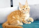 Altair - Maine Coon Cat For Sale - Miami, FL, US