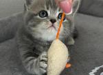 British - British Shorthair Cat For Sale - Fort Worth, TX, US