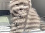 Blueberry Male British shorthair Scottish Straight - British Shorthair Cat For Sale - Athens, GA, US