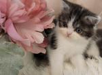 ADORABLE Exotic Shorthair - Exotic Cat For Sale - MI, US