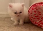 Beautiful Rare Color Persians - Persian Cat For Sale - Las Vegas, NV, US