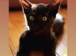 BLACK CARACAT rare melanistic Caracat kitten - Savannah Cat For Sale - NY, US